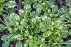 Bastard-Garten-Porzellanblümchen „Aureopunctata“