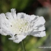 Große Garten-Skabiose „Perfecta Alba“