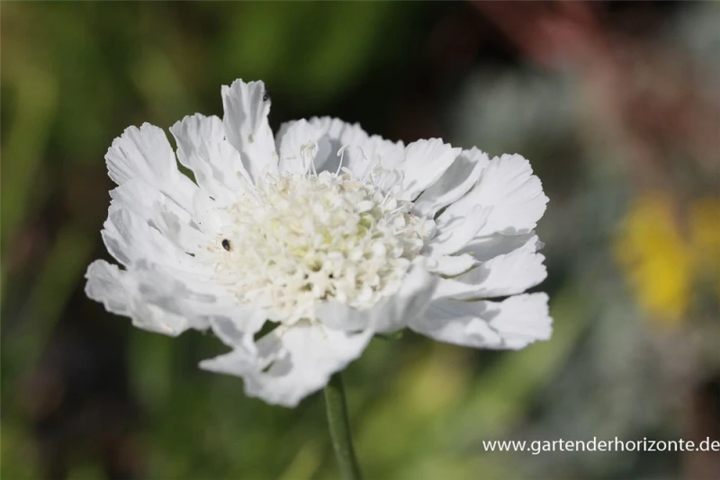 Große Garten-Skabiose „Perfecta Alba“ 3 Große Garten-Skabiose „Perfecta Alba“