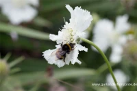 Große Garten-Skabiose „Perfecta Alba“ 9 Große Garten-Skabiose „Perfecta Alba“ – Bild 7