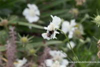 Große Garten-Skabiose „Perfecta Alba“ 10 Große Garten-Skabiose „Perfecta Alba“ – Bild 8