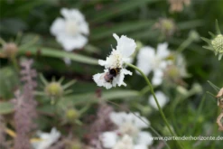 Große Garten-Skabiose „Perfecta Alba“ 14 Große Garten-Skabiose „Perfecta Alba“ -Blumen Risse Verkaufsladen P2004192 3 800x800