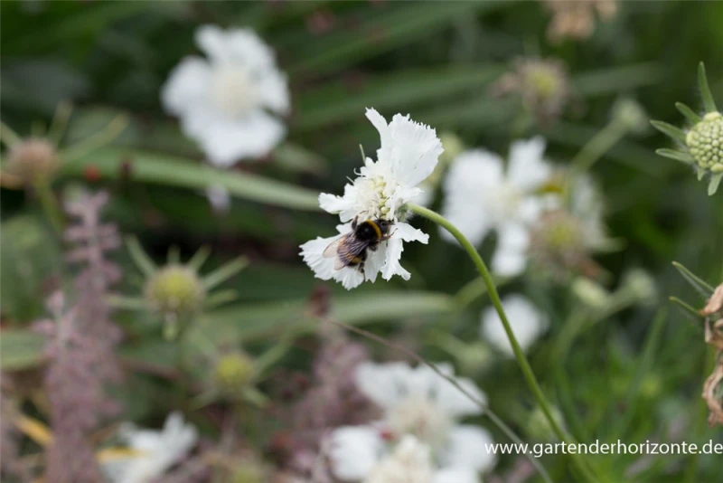 Große Garten-Skabiose „Perfecta Alba“ 5 Große Garten-Skabiose „Perfecta Alba“ – Bild 3