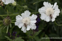 Große Garten-Skabiose „Perfecta Alba“ 11 Große Garten-Skabiose „Perfecta Alba“ – Bild 9