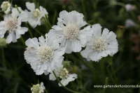 Große Garten-Skabiose „Perfecta Alba“ 12 Große Garten-Skabiose „Perfecta Alba“ – Bild 10