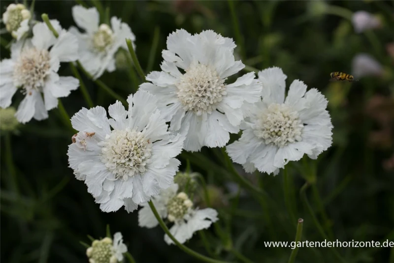 Große Garten-Skabiose „Perfecta Alba“ 7 Große Garten-Skabiose „Perfecta Alba“ – Bild 5