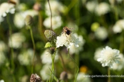 Gelbe Skabiose -Blumen Risse Verkaufsladen P2004199 3 800x800
