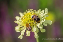 Gelbe Skabiose -Blumen Risse Verkaufsladen P2004199 4 800x800
