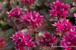 Garten-Teppich-Fettblatt „Fuldaglut“ -Blumen Risse Verkaufsladen P2004276 3 800x800