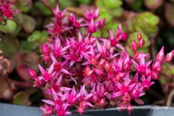 Garten-Teppich-Fettblatt „Fuldaglut“ -Blumen Risse Verkaufsladen P2004276 4 800x800