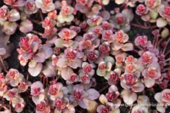 Garten-Teppich-Fettblatt -Blumen Risse Verkaufsladen P2004283 2 800x800