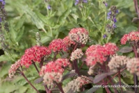 Großes Garten-Fettblatt „Red Cauli“® 7 Großes Garten-Fettblatt „Red Cauli“® – Bild 5