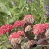 Großes Garten-Fettblatt „Red Cauli“®