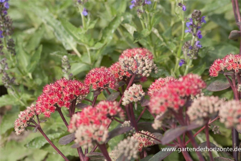 Großes Garten-Fettblatt „Red Cauli“® 3 Großes Garten-Fettblatt „Red Cauli“®