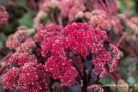 Großes Garten-Fettblatt „Red Cauli“® 8 Großes Garten-Fettblatt „Red Cauli“® – Bild 6