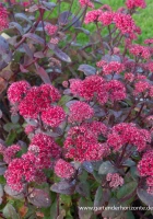 Großes Garten-Fettblatt „Red Cauli“® 9 Großes Garten-Fettblatt „Red Cauli“® – Bild 7