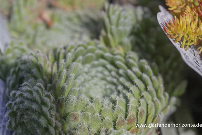 Bewimperte Kugel-Steinrose „Borisii“ 3 Bewimperte Kugel-Steinrose „Borisii“