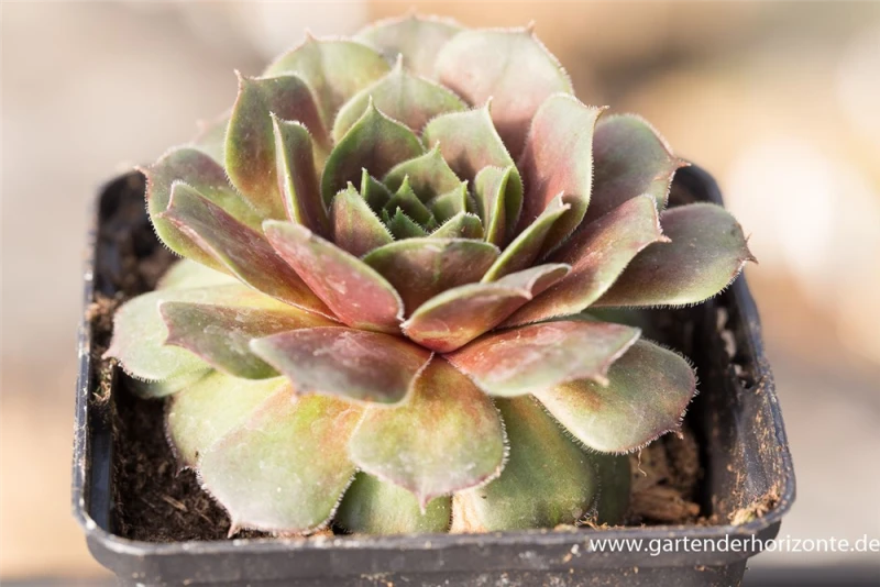 Hauswurz „Faraon“ 3 Hauswurz „Faraon“