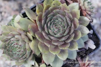 Garten-Dachwurz „Noir“ 5 Garten-Dachwurz „Noir“ – Bild 3