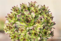 Garten-Dachwurz „Noir“ 6 Garten-Dachwurz „Noir“ – Bild 4