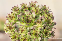 Garten-Dachwurz „Noir“ 7 Garten-Dachwurz „Noir“ -Blumen Risse Verkaufsladen P2004328 2 800x800