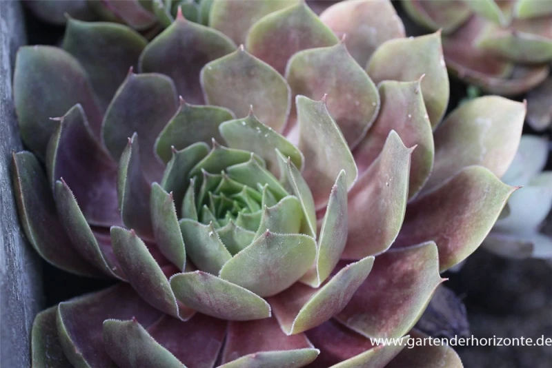 Garten-Dachwurz „Othello“ 3 Garten-Dachwurz „Othello“