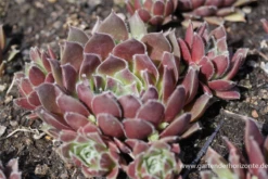 Garten-Steinrose „Pilatus“