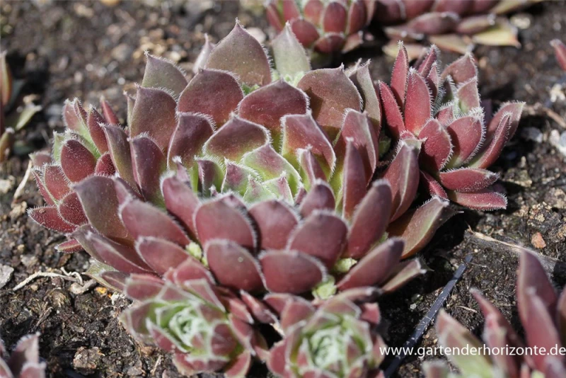 Garten-Steinrose „Pilatus“ 3 Garten-Steinrose „Pilatus“