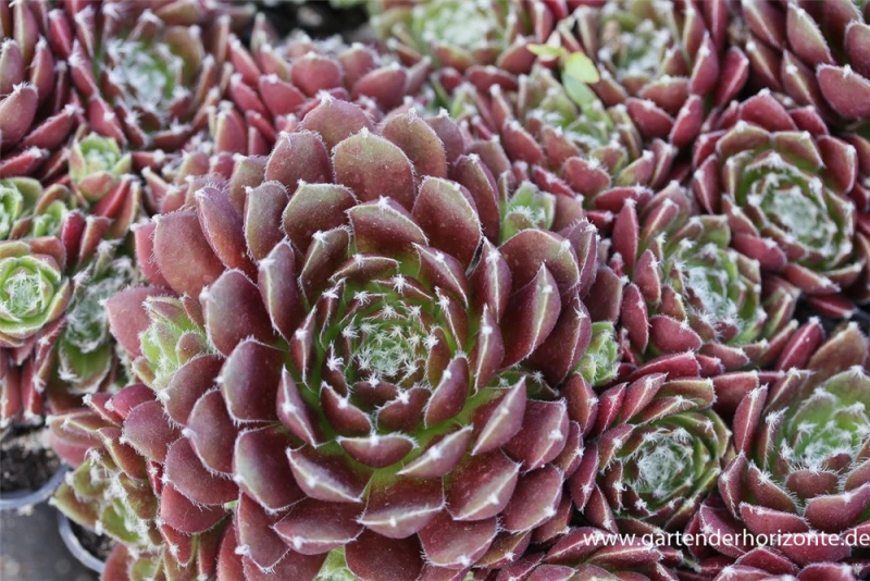 Garten-Hauswurz „Red Papaver“ 3 Garten-Hauswurz „Red Papaver“