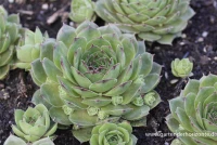 Garten-Steinrose „Smaragd“ 5 Garten-Steinrose „Smaragd“ – Bild 3