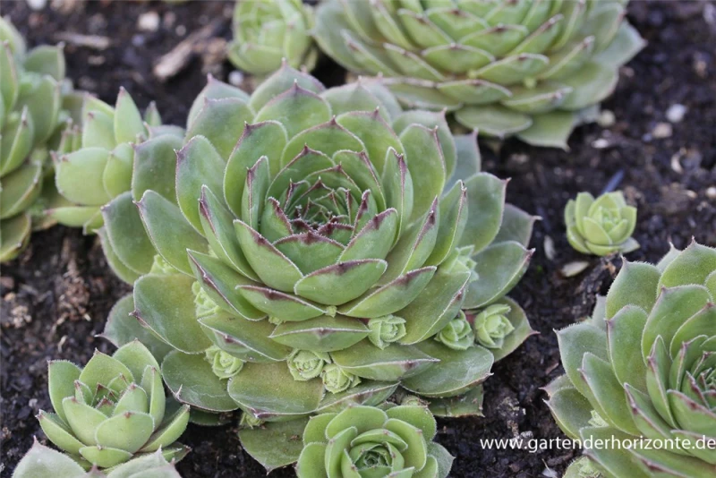 Garten-Steinrose „Smaragd“ 3 Garten-Steinrose „Smaragd“