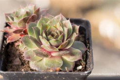 Garten-Steinrose „Smaragd“ 7 Garten-Steinrose „Smaragd“ -Blumen Risse Verkaufsladen P2004344 2 800x800