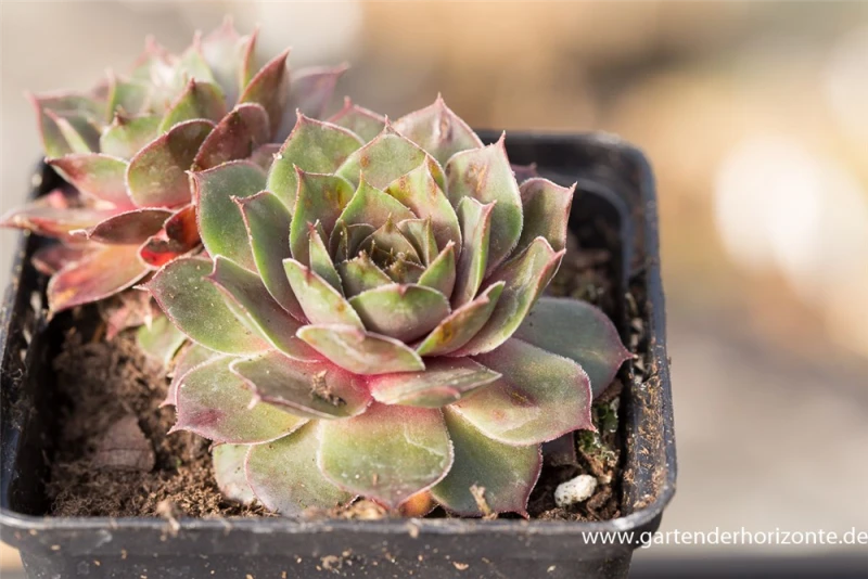 Garten-Steinrose „Smaragd“ 4 Garten-Steinrose „Smaragd“ – Bild 2