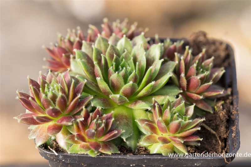 Garten-Hauswurz „Karneol“ 3 Garten-Hauswurz „Karneol“