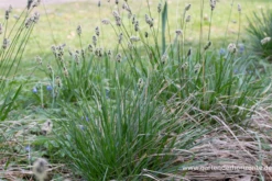 Grünes Kopfgras -Blumen Risse Verkaufsladen P2004369 2 800x800