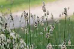 Grünes Kopfgras -Blumen Risse Verkaufsladen P2004369 3 800x800