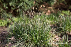 Grünes Kopfgras -Blumen Risse Verkaufsladen P2004369 4 800x800