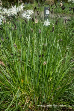 Grünes Kopfgras -Blumen Risse Verkaufsladen P2004369 5 800x800