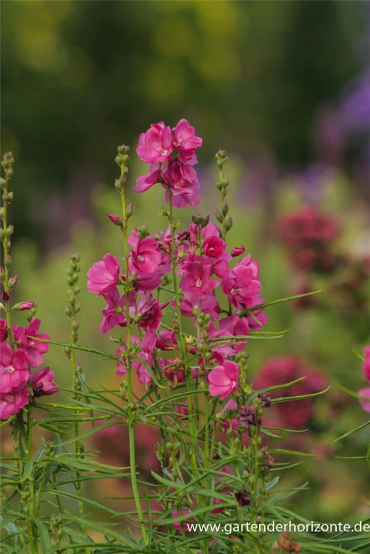 Garten-Schmuckmalve „Brillant“ 3 Garten-Schmuckmalve „Brillant“