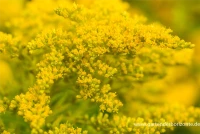 Garten-Goldrute „Strahlenkrone“ 7 Garten-Goldrute „Strahlenkrone“ – Bild 5