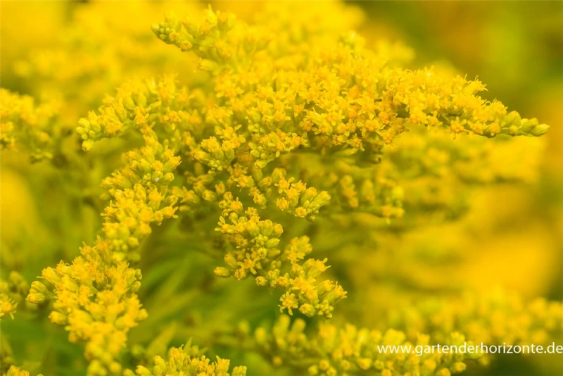 Garten-Goldrute „Strahlenkrone“ 4 Garten-Goldrute „Strahlenkrone“ – Bild 2