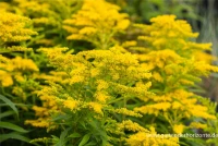 Garten-Goldrute „Strahlenkrone“ 8 Garten-Goldrute „Strahlenkrone“ – Bild 6