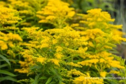 Garten-Goldrute „Strahlenkrone“ 10 Garten-Goldrute „Strahlenkrone“ -Blumen Risse Verkaufsladen P2004411 3 800x800