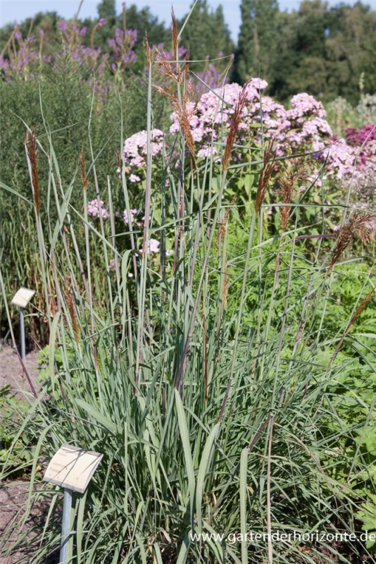 Garten-Indianergras „Indian Steel“ 3 Garten-Indianergras „Indian Steel“