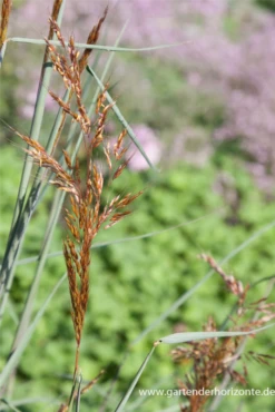 Garten-Indianergras „Indian Steel“ 7 Garten-Indianergras „Indian Steel“ -Blumen Risse Verkaufsladen P2004421 2 800x800