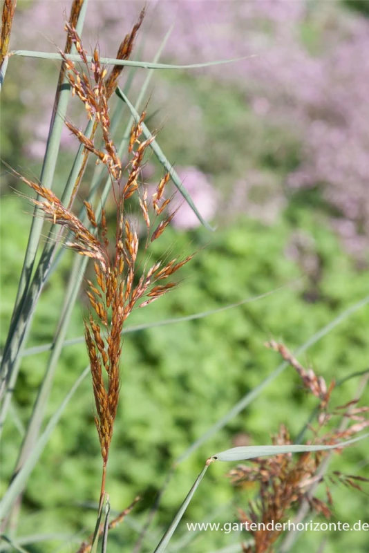 Garten-Indianergras „Indian Steel“ 4 Garten-Indianergras „Indian Steel“ – Bild 2