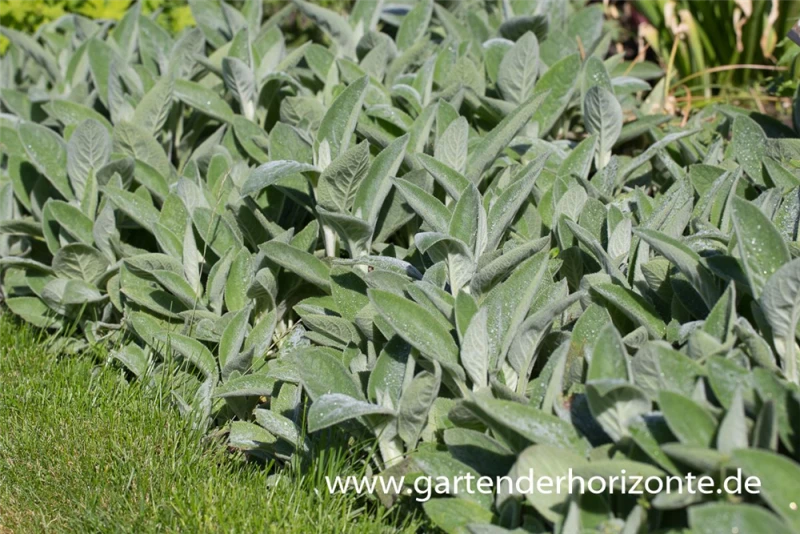 Garten-Woll-Ziest „Cotton Boll“ 3 Garten-Woll-Ziest „Cotton Boll“