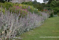 Byzantinischer Woll-Ziest 6 Byzantinischer Woll-Ziest – Bild 4