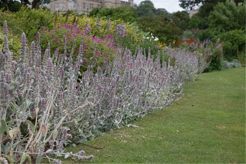 Byzantinischer Woll-Ziest 3 Byzantinischer Woll-Ziest