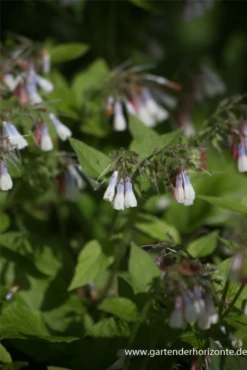 Garten-Beinwell „Hidcote Blue“